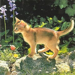 Gatti (318)
